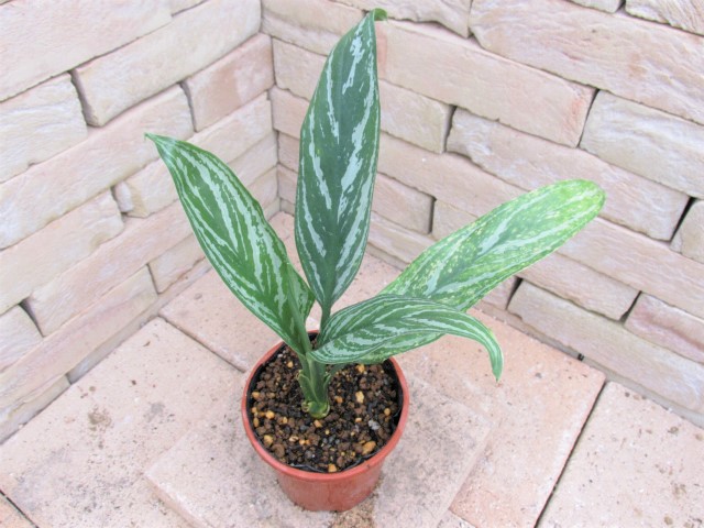 Aglaonema lillian (アグラオネマ・リリアン) 映画レオンラストに登場