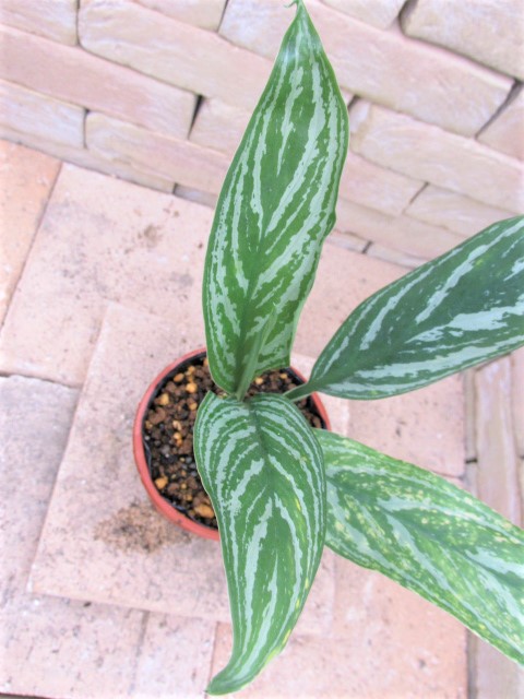 Aglaonema lillian (アグラオネマ・リリアン) 映画レオンラストに登場