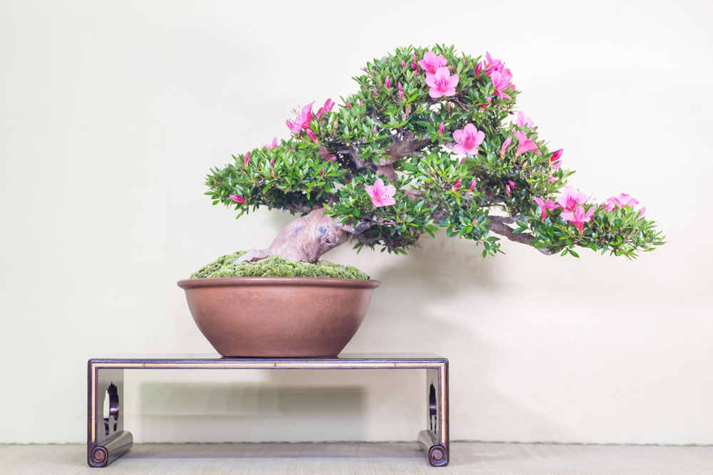 大盆（おおさかずき）｜皐月盆栽 ｜ 盆栽芸術家・秋山実（BONSAI