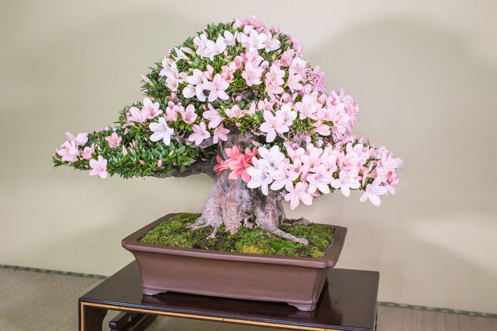 日光（にっこう）｜皐月盆栽 ｜ 盆栽芸術家・秋山実（BONSAI Artist