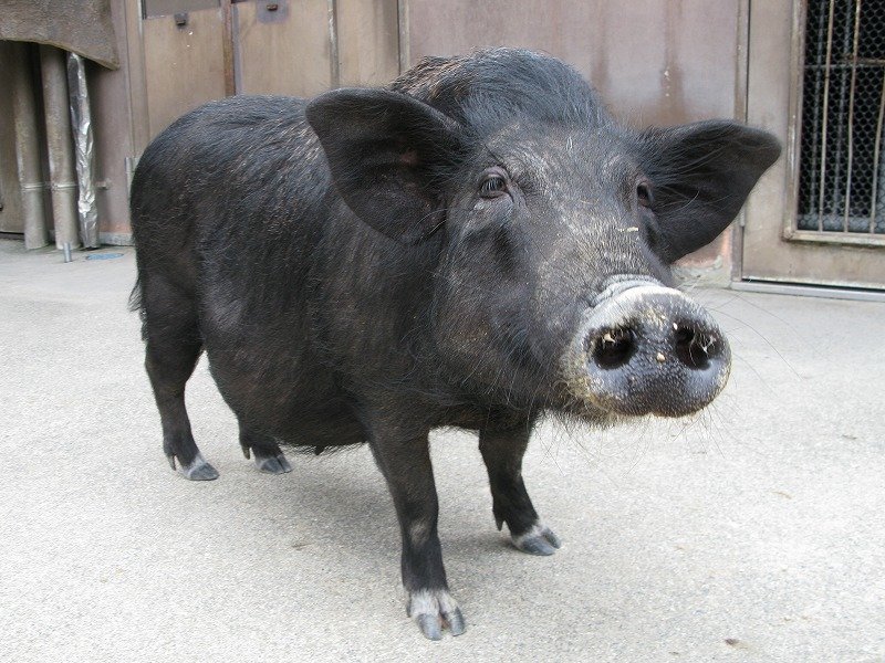 ミニブタ（ポットベリー雑種） ／ Miniatuar pig｜menu02_動物紹介