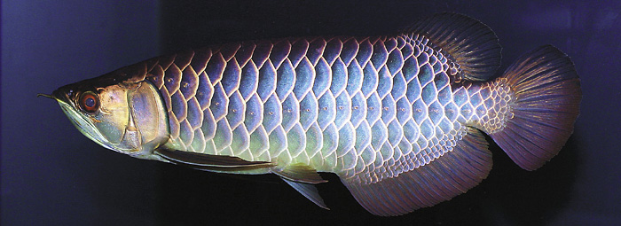 原種の藍底過背金龍とは・・・神龍HOKURIKU