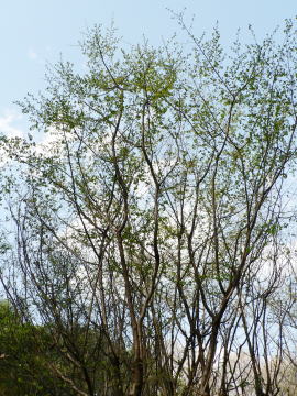 跡見群芳譜(樹木譜 アブラチャン)