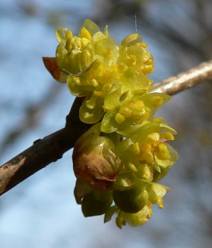 跡見群芳譜(樹木譜 アブラチャン)