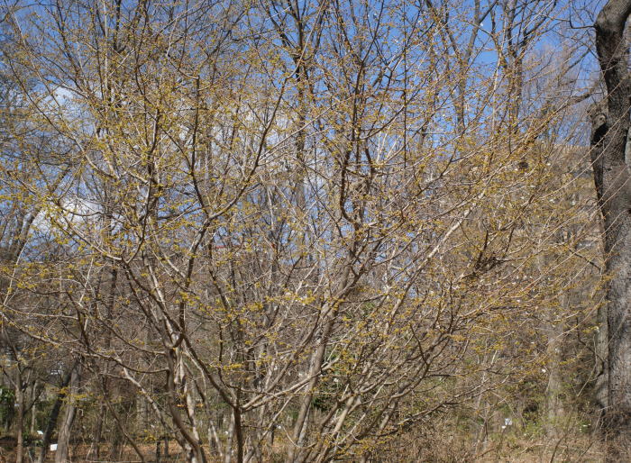 跡見群芳譜(樹木譜 アブラチャン)