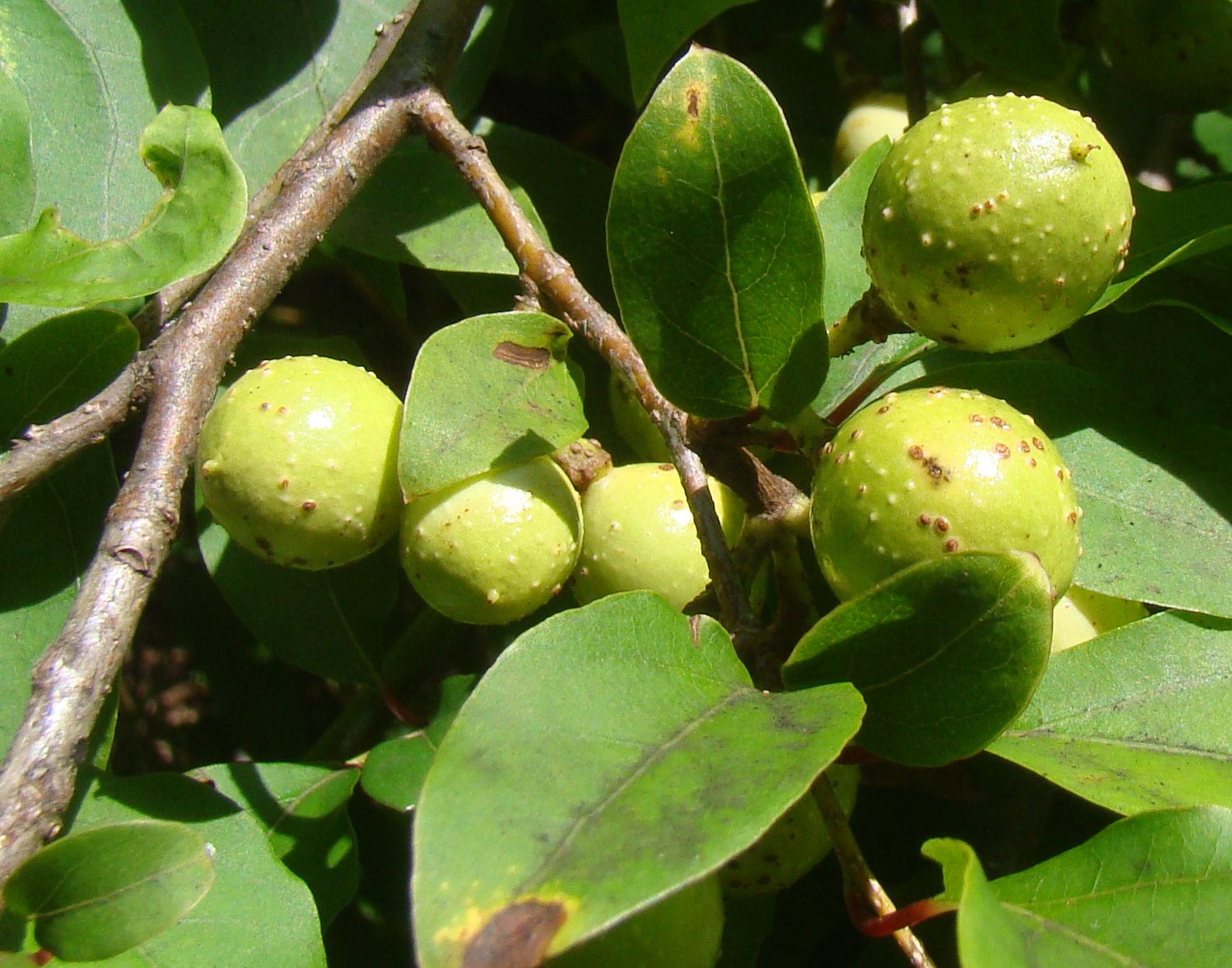 跡見群芳譜(樹木譜 アブラチャン)