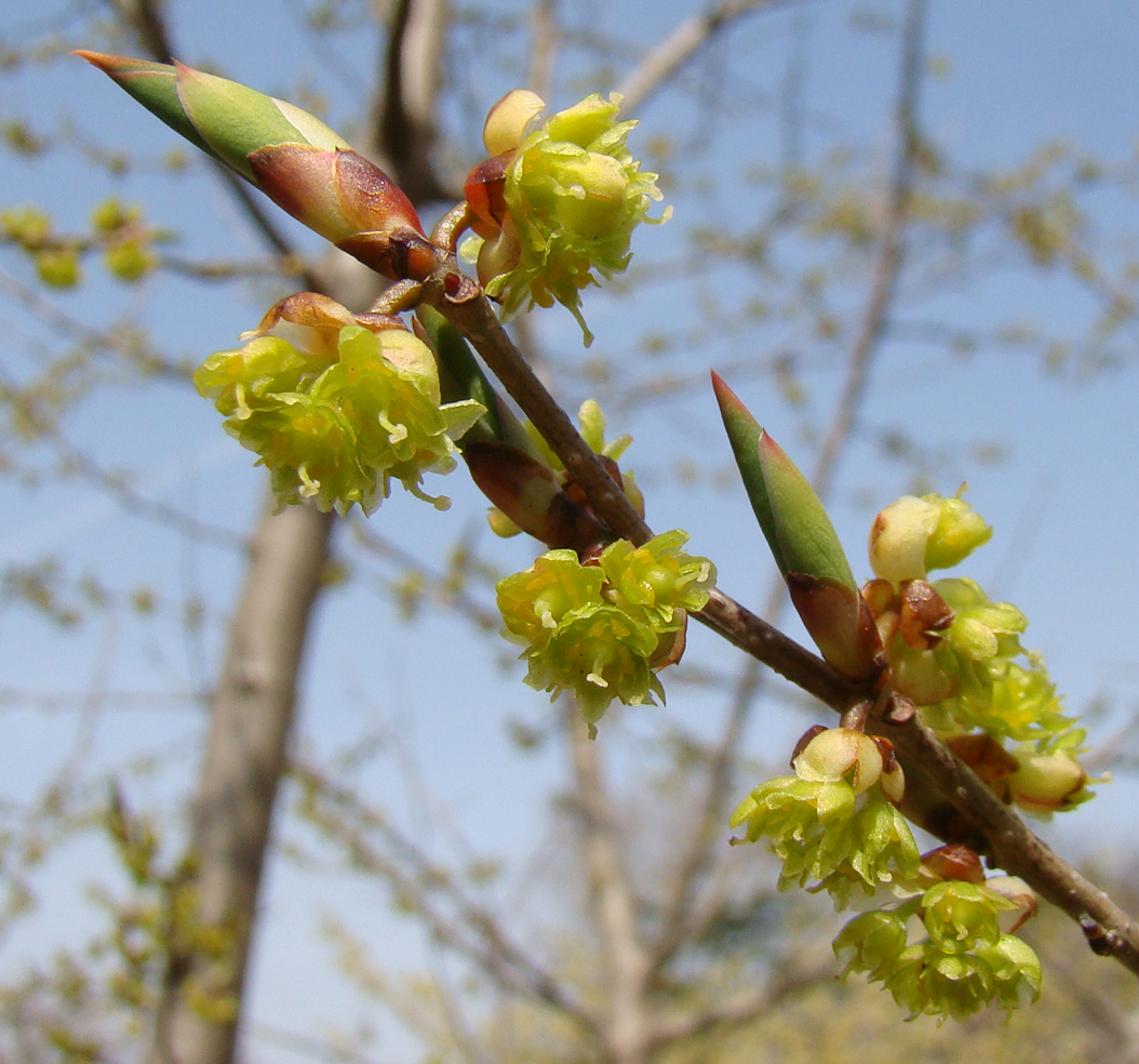 跡見群芳譜(樹木譜 アブラチャン)