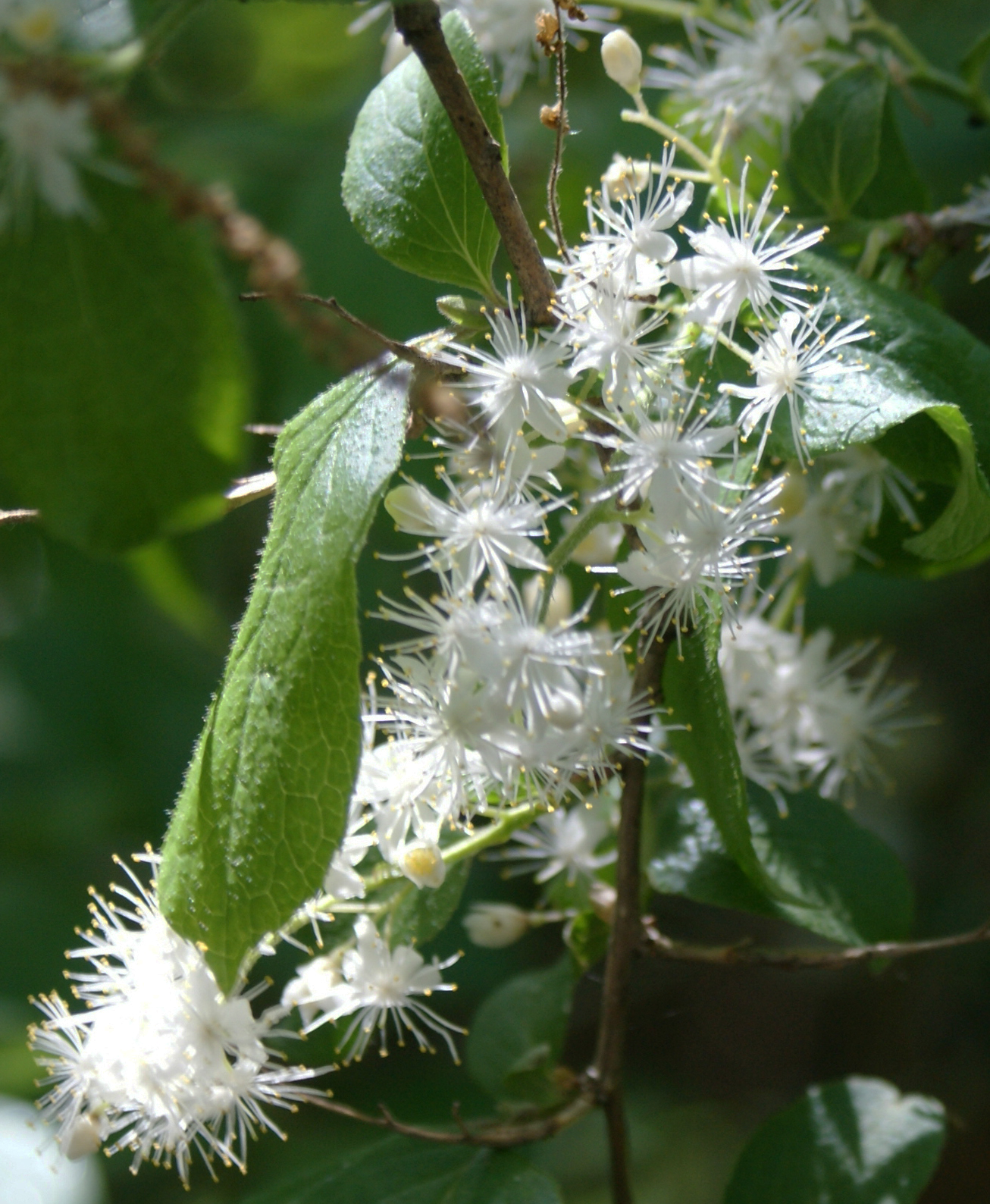 跡見群芳譜(樹木譜 サワフタギ)