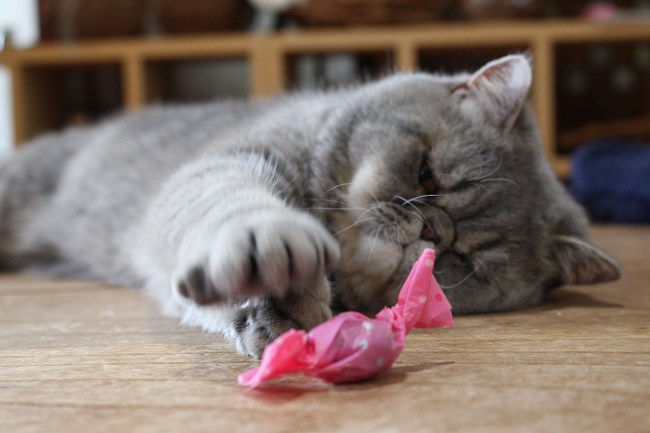 猫のまたたびおもちゃ まんまのまたたび 商品詳細｜山葡萄かごバック