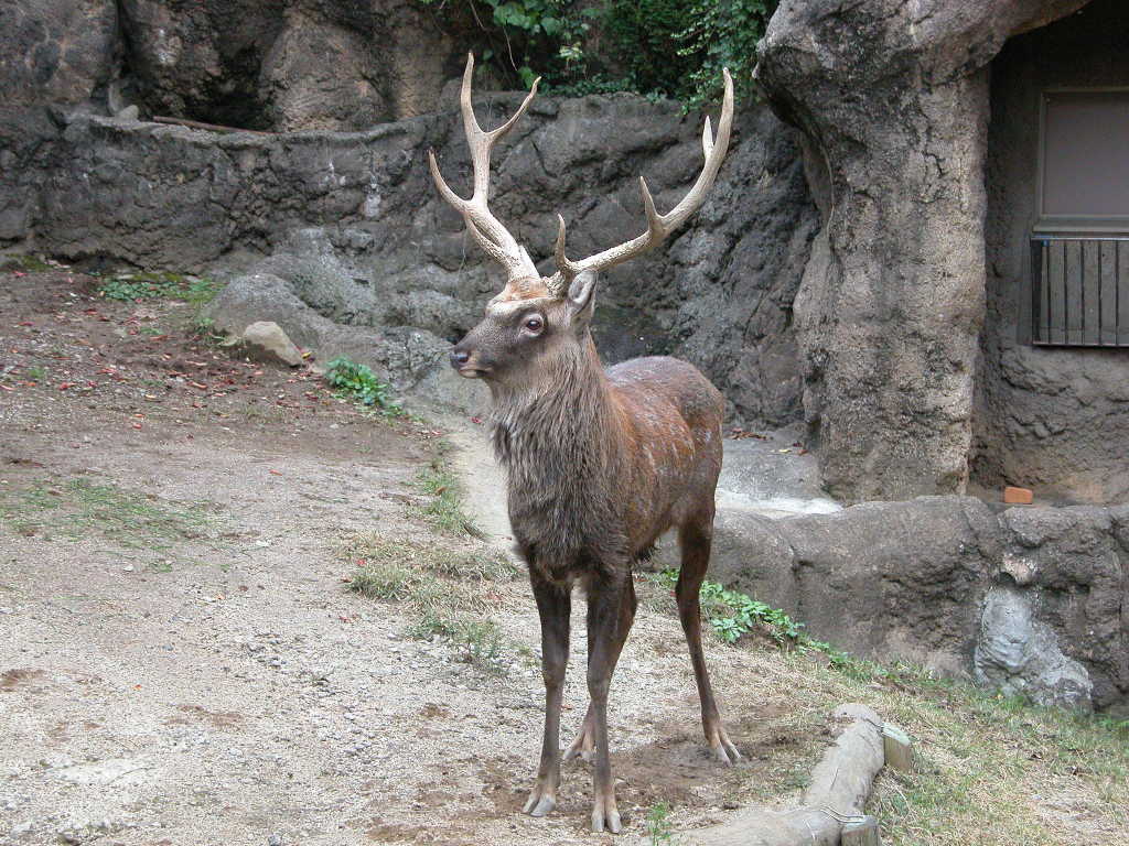 鹿茸1360g 蝦夷鹿エゾシカ