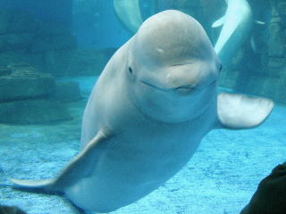 シロイルカ（白海豚・ベルーガ） - 動物図鑑 - 動物写真のホームページ