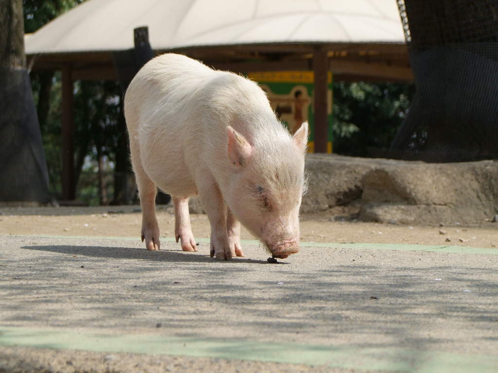 ミニブタ（ポットベリーピッグ） - 動物図鑑 - 動物写真のホームページ