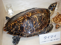 一般社団法人 日本べっ甲協会／べっ甲のお話