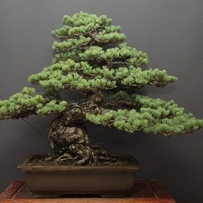 宮島五葉松 大品盆栽 樹齢70年の一点物盆栽を販売｜盆栽妙 – 盆栽妙 本店