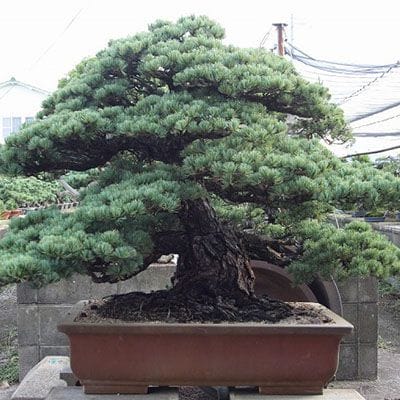 五葉松 大品盆栽 樹齢100年の一点物盆栽を販売｜盆栽妙 – 盆栽妙 本店