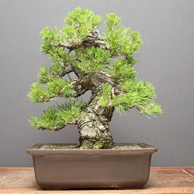 黒松 中品盆栽 樹齢25年の一点物盆栽を販売｜盆栽妙 – 盆栽妙 本店