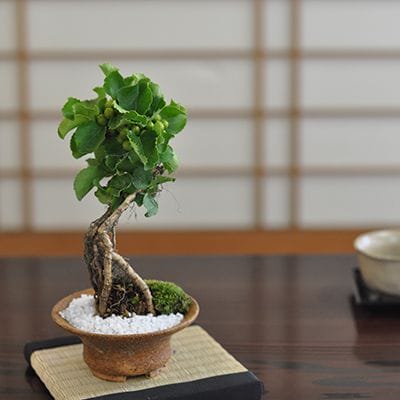 ツルウメモドキの盆栽を販売｜盆栽妙 – 盆栽妙 本店