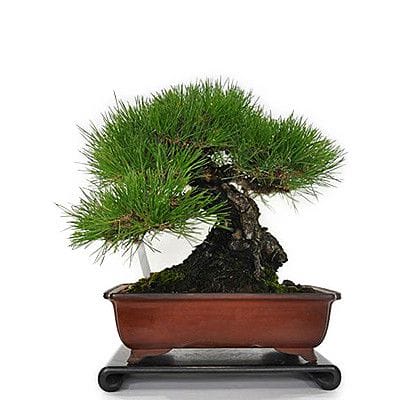 一点物 匠の盆栽】三河黒松の盆栽を販売｜盆栽妙 – 盆栽妙 本店