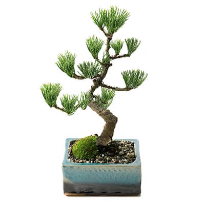 四国五葉松 洗練された和モダン 雅シリーズ｜盆栽妙 – 盆栽妙 本店