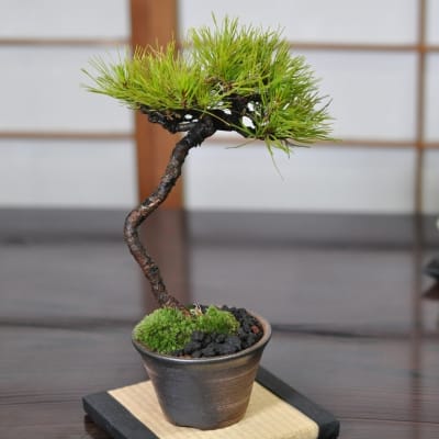 赤石赤松 文人木の盆栽を販売｜盆栽妙 – 盆栽妙 本店