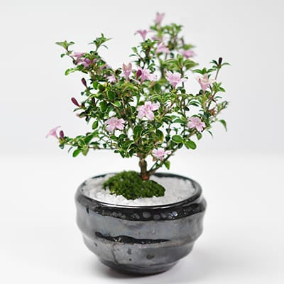 ミニ香丁木の盆栽を販売｜盆栽妙 – 盆栽妙 本店