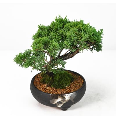 紀州真柏の盆栽を販売｜盆栽妙 – 盆栽妙 本店