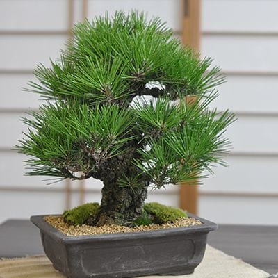 岩石性黒松の盆栽を販売｜盆栽妙 – 盆栽妙 本店