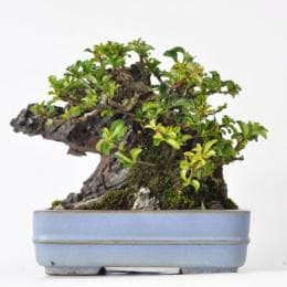 長寿梅 石付け 1点もの No.255の盆栽を販売｜講座は盆栽妙 – 盆栽妙 本店