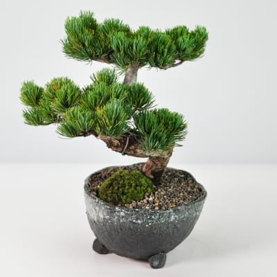 高松盆栽 別格五葉松の盆栽を販売｜盆栽妙 – 盆栽妙 本店