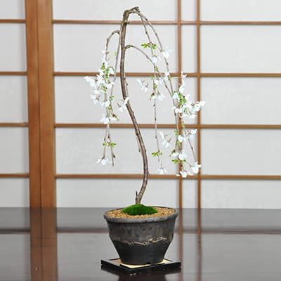 富士しだれ桜の盆栽を販売｜盆栽妙 – 盆栽妙 本店