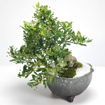 ピラカンサの盆栽を販売｜盆栽妙 – 盆栽妙 本店