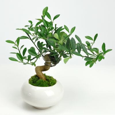 キンズ 太幹の盆栽を販売｜盆栽妙 – 盆栽妙 本店