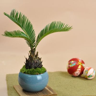 ソテツの盆栽を販売｜盆栽妙 – 盆栽妙 本店