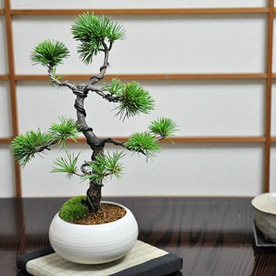 三河の五葉松の盆栽を販売｜入門は盆栽妙 – 盆栽妙 本店