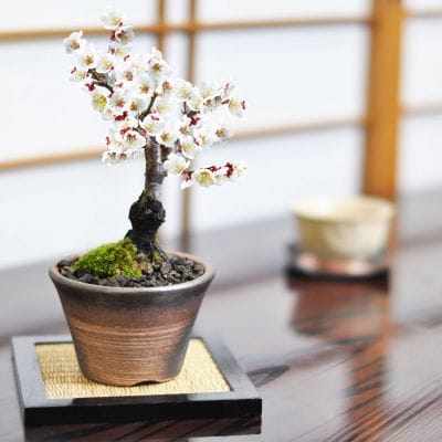 ミニ白梅 万古焼金吹の盆栽を販売｜入門は盆栽妙 – 盆栽妙 本店