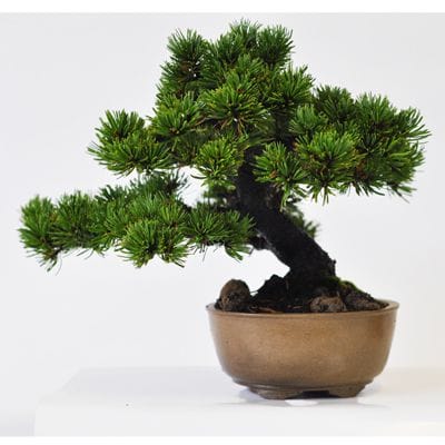 那須娘 五葉松 1点もの No.526の盆栽を販売｜通信講座は盆栽妙 – 盆栽