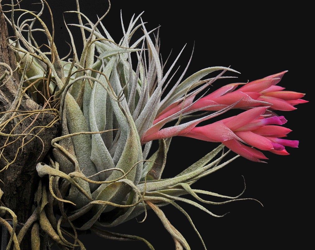 Bromeliads in Australia - Tillandsia roseiflora