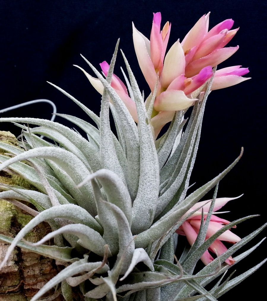 Bromeliads in Australia - Tillandsia roseiflora
