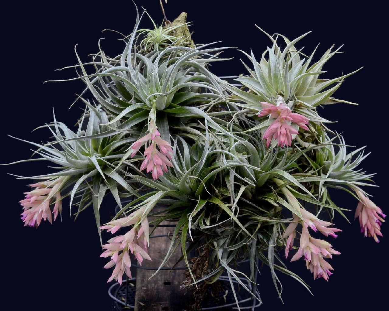 Bromeliads in Australia - Tillandsia roseiflora