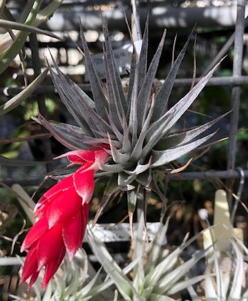Bromeliads in Australia - Tillandsia roseiflora