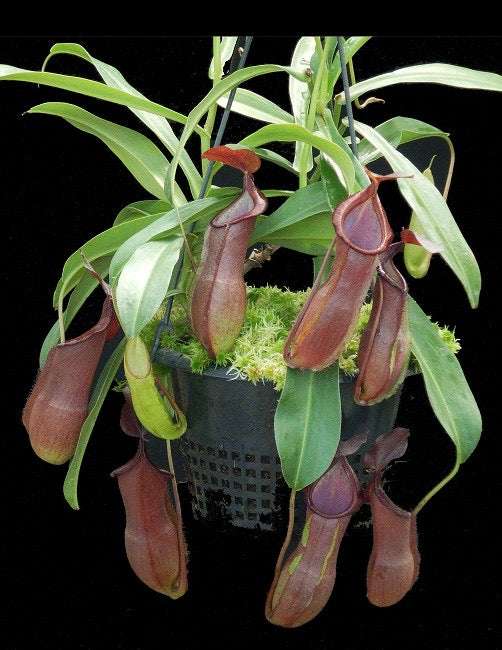 Nepenthes spathulata x tobaica Potted