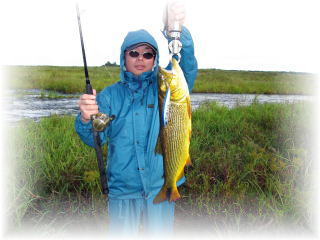 ピラルクー ドラド スネークヘッド フロッグ 雷魚 株式会社