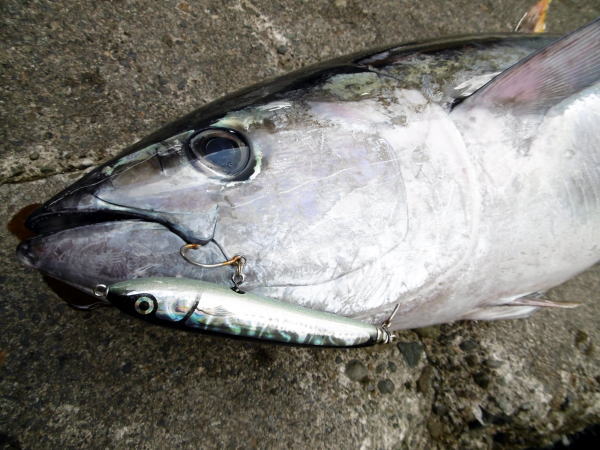 カーペンター 舞姫