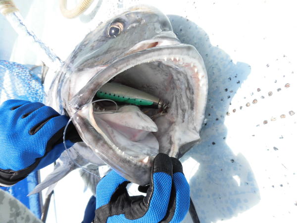 カーペンター BCポッパー