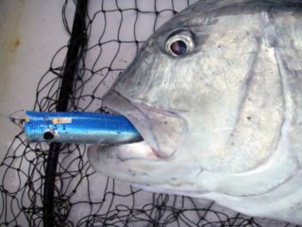 カーペンター ダムセル90