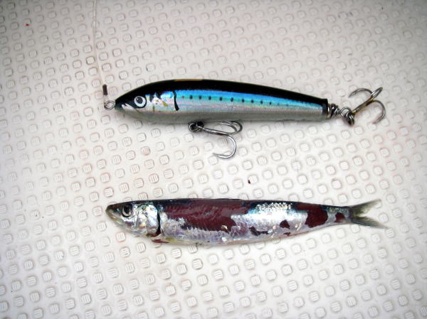 カーペンター BLC84／25 R－PM SC ブルーチェイサー