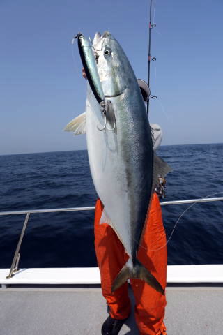 ブルー チェイサー BLC ヒラマサ マグロ ロッド