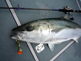 ブルー チェイサー BLC