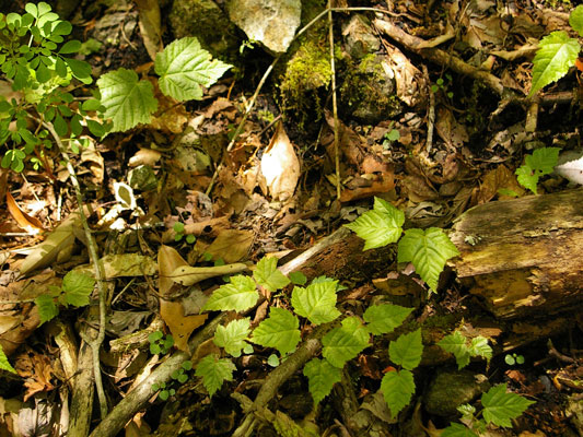 広島西部山系 植生図鑑