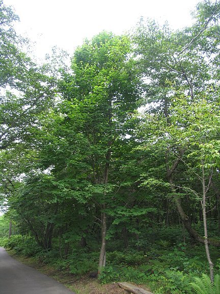 ウリハダカエデ（瓜膚楓）